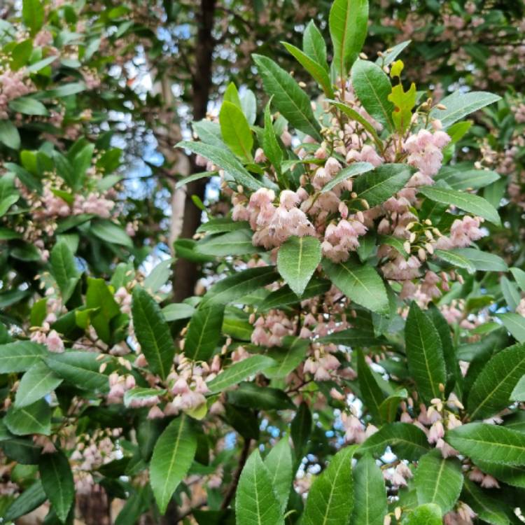 plant image 1727039 plant image 1727039