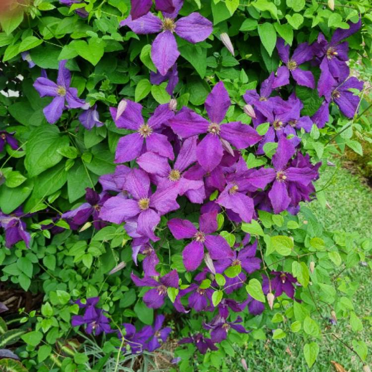 plant image 1727041 plant image 1727041