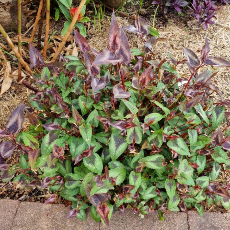 plant image 1727246 plant image 1727246