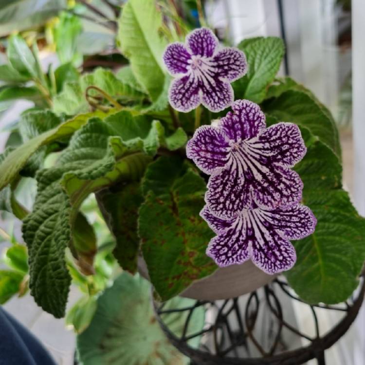 Plant image Streptocarpus 'Polka Dot Purple'