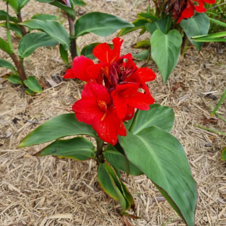 plant image 1727468 plant image 1727468