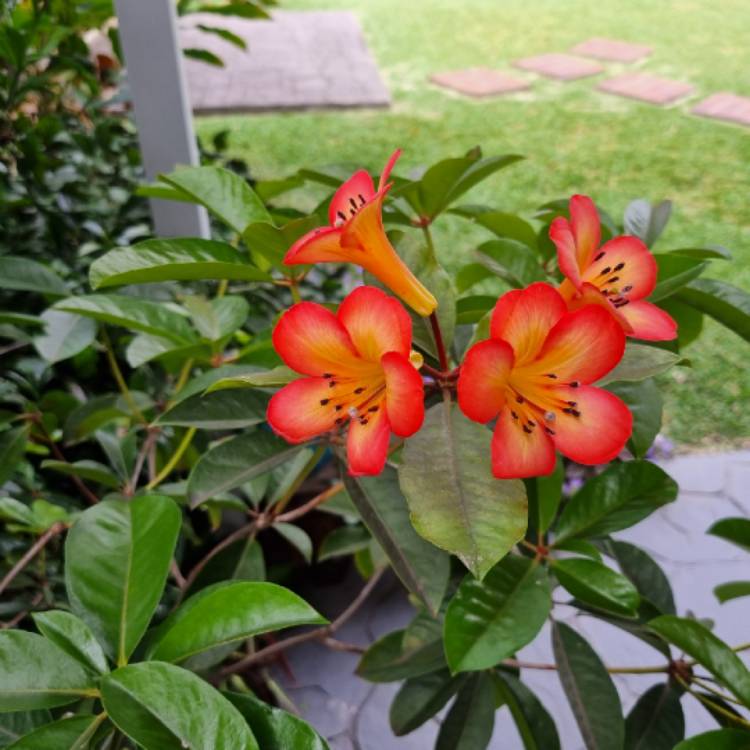 plant image 1727745 plant image 1727745