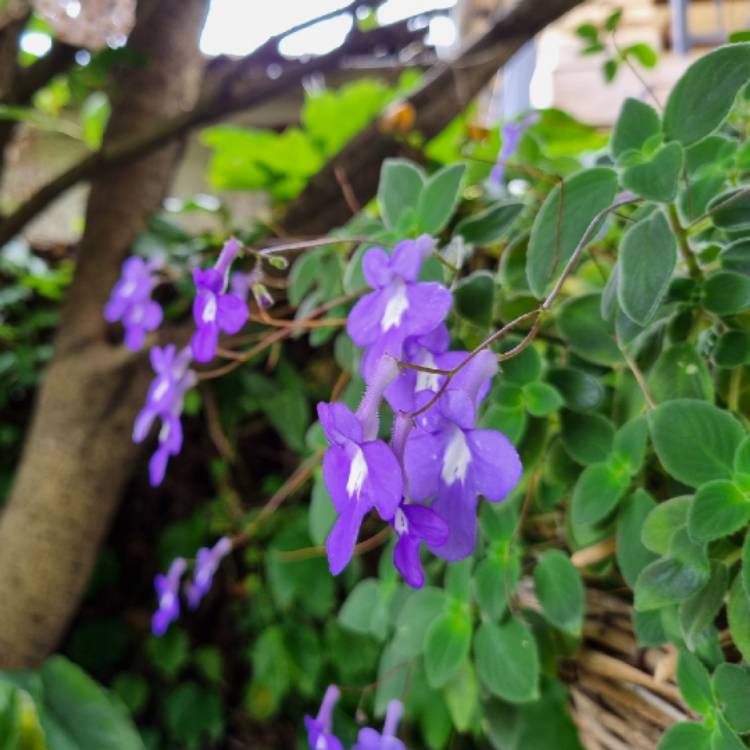 plant image 1727910 plant image 1727910