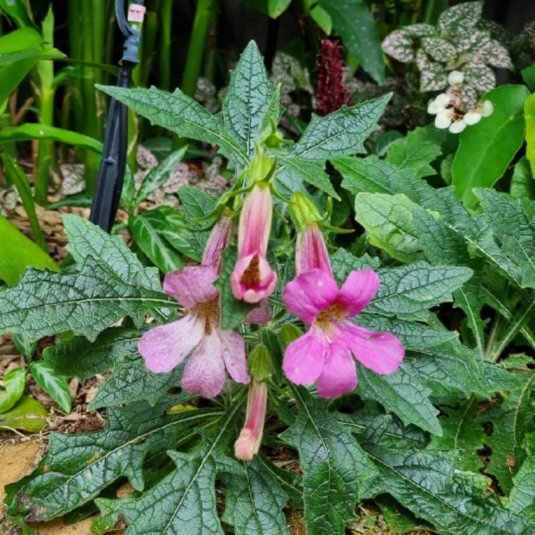 plant image 1728474 plant image 1728474