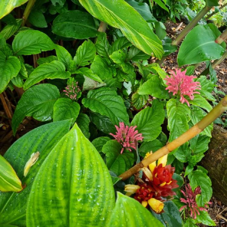 plant image 1728685 plant image 1728685