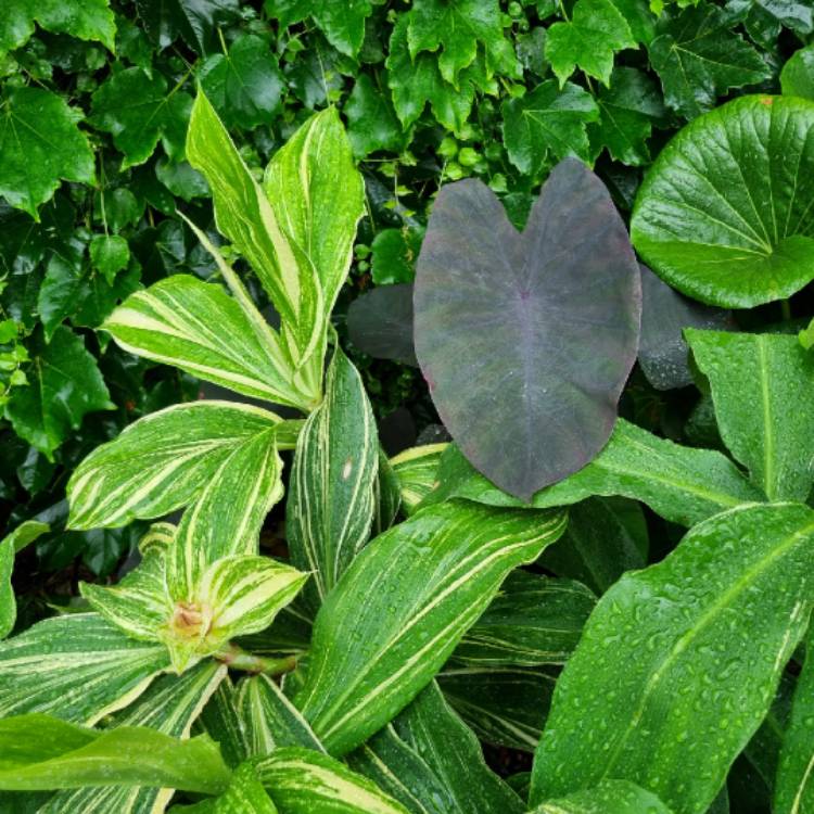plant image 1728697 plant image 1728697