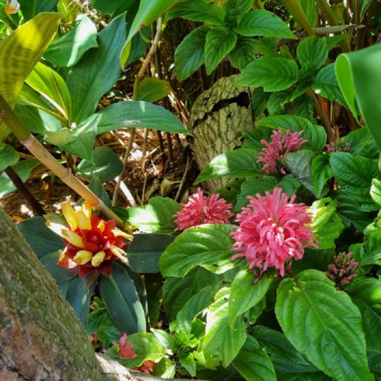 plant image 1728818 plant image 1728818