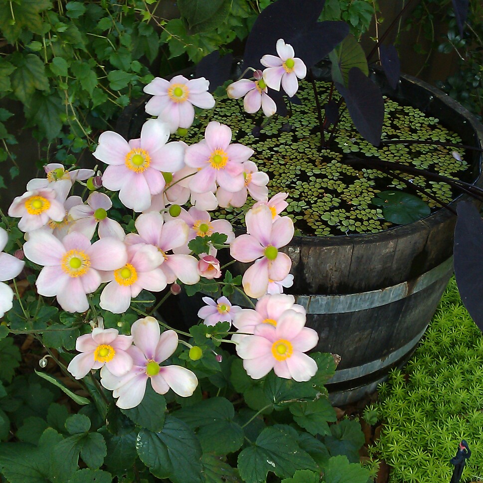 plant image 23599 plant image 23599