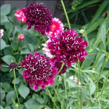 Scabiosa caucasica