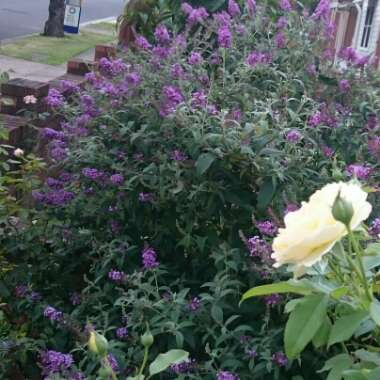 Buddleja davidii 'Tobudviole' (Buzz Series) syn. Buddleja davidii 'Buzz Violet', Buddleja davidii 'Buzz Lavender'