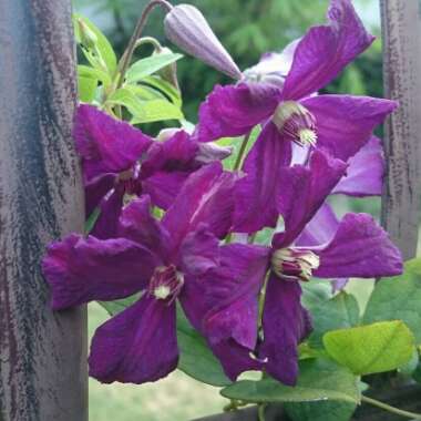 Clematis viticella 'Polish Spirit'