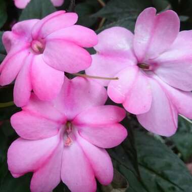 Impatiens hawkerii