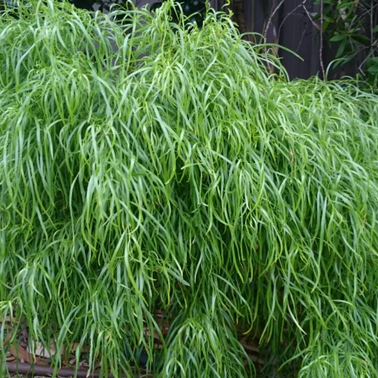 plant image 306650