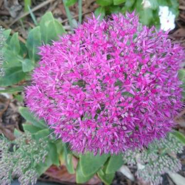 Sedum spectabile 'Neon'