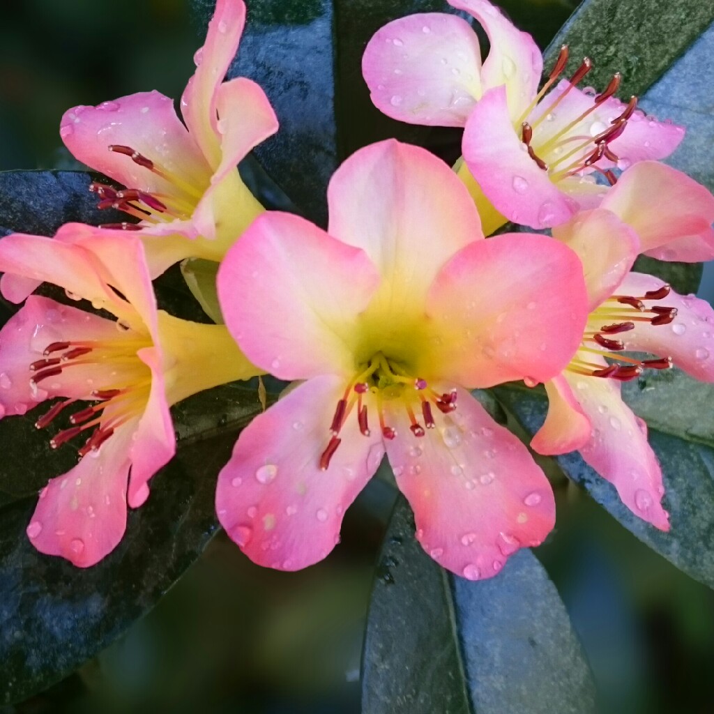 Rhododendron vireya 'Apassionata'