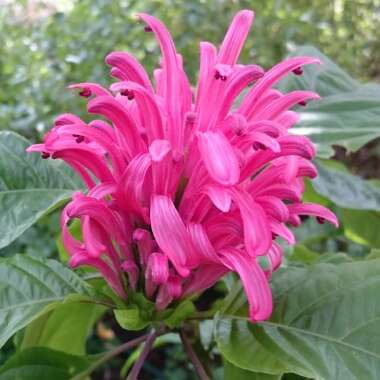 Justicia carnea