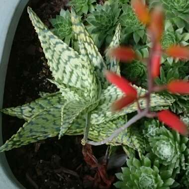 Aloe 'Guido'