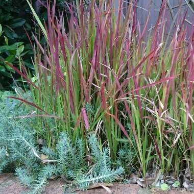 Imperata cylindrica 'Rubra'