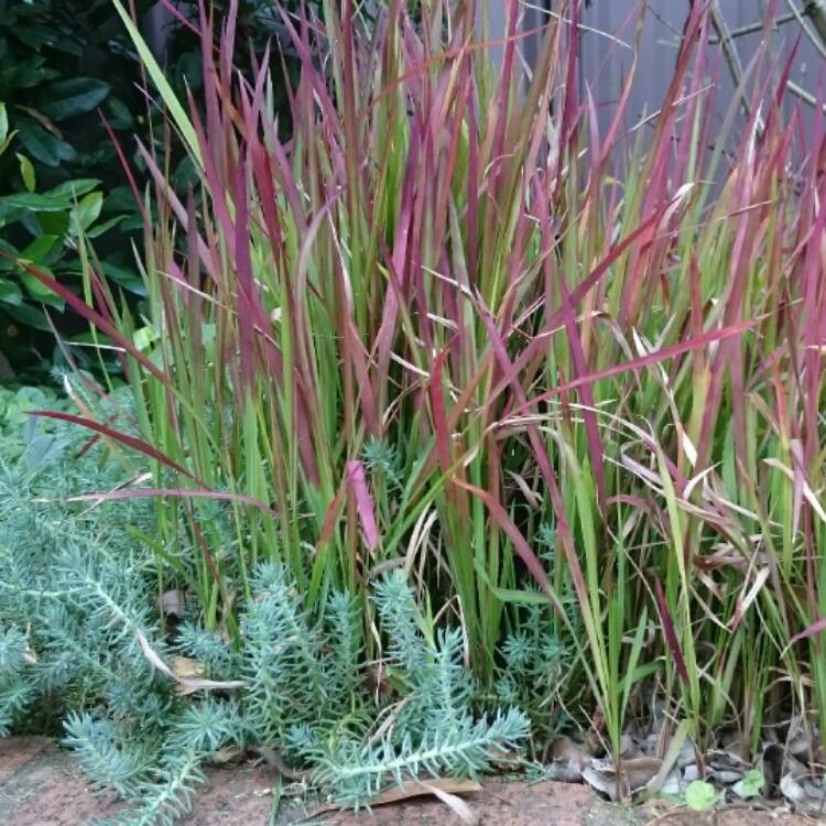 Plant image Imperata cylindrica 'Rubra'