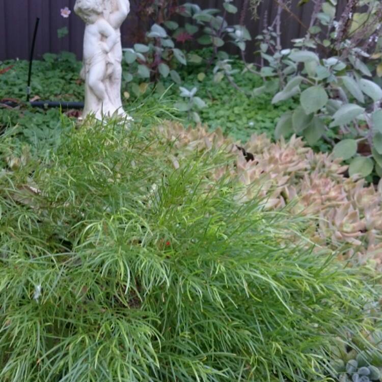 plant image 377175