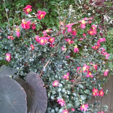 Camellia x vernalis 'Yuletide'