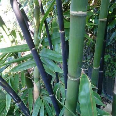 Gigantochloa Atroviolacea