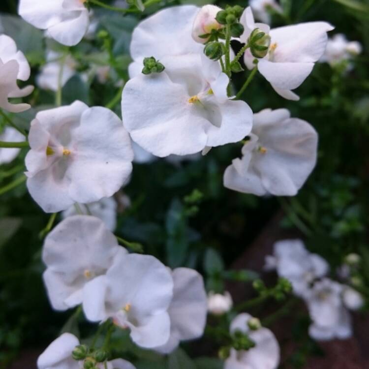 Plant image Diascia