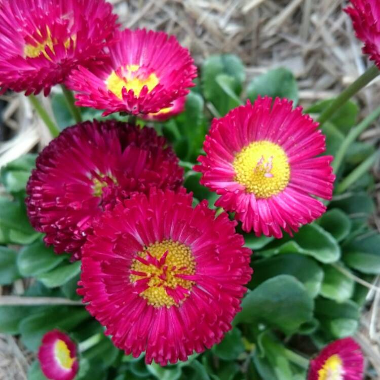 plant image 516052