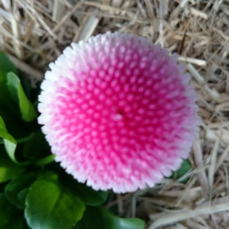 Plant image Bellis Perennis