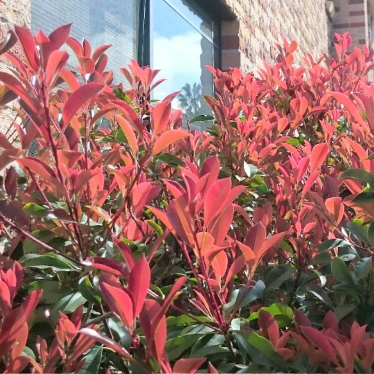 Plant image Photinia x fraseri 'Robusta'