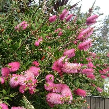 Callistemon viminalis 'Pink Alma'