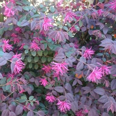 Loropetalum chinense 'Plum Gorgeous'