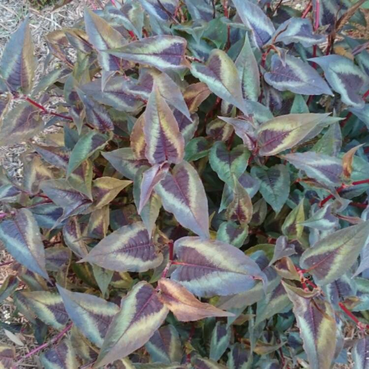 plant image 554762 plant image 554762