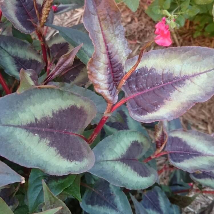 plant image 554764 plant image 554764