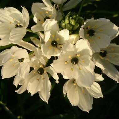 Ornithogalum arabicum