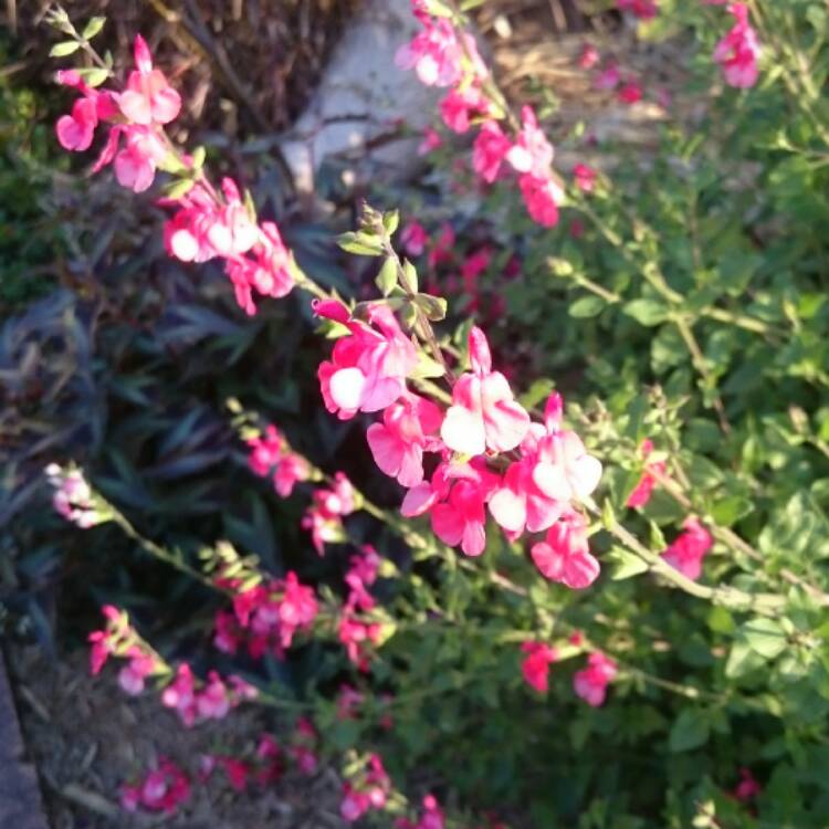 plant image 555360 plant image 555360
