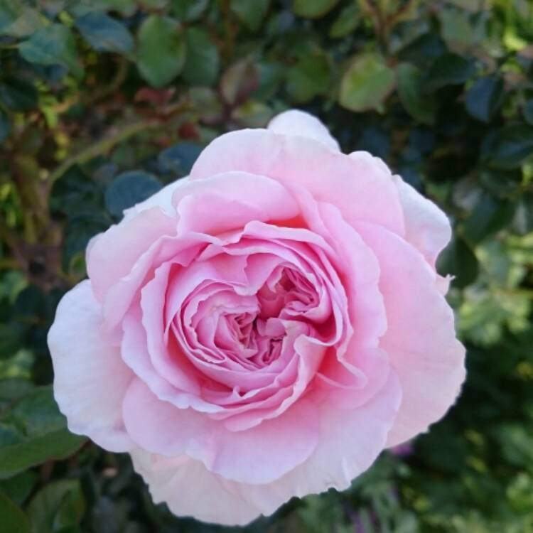 plant image 556621