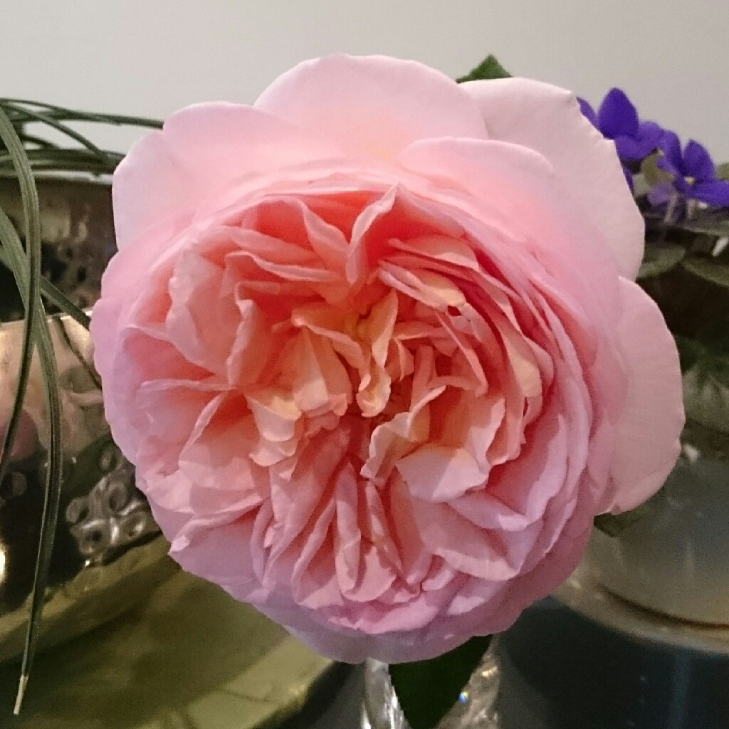 plant image 55730