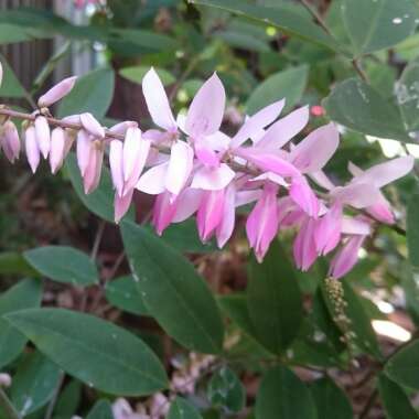 Indigofera Decora