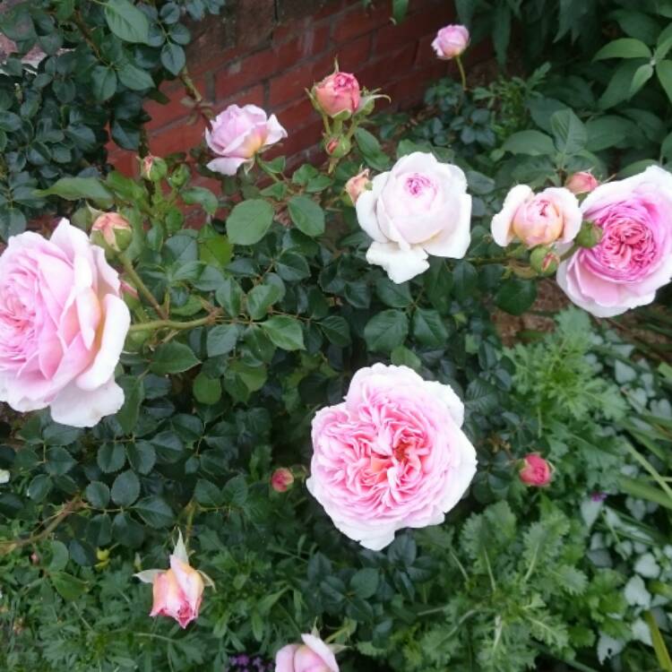 plant image 559306