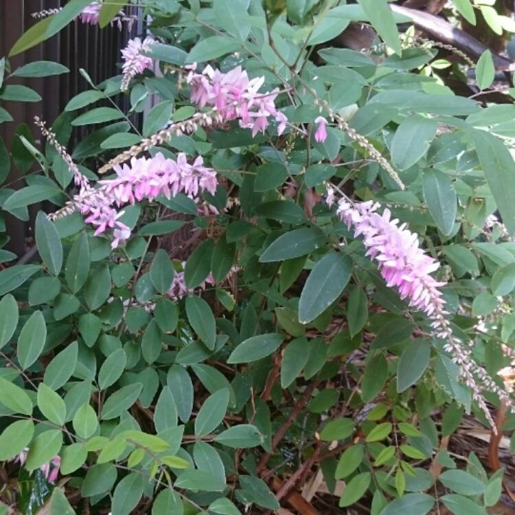 plant image 560769 plant image 560769