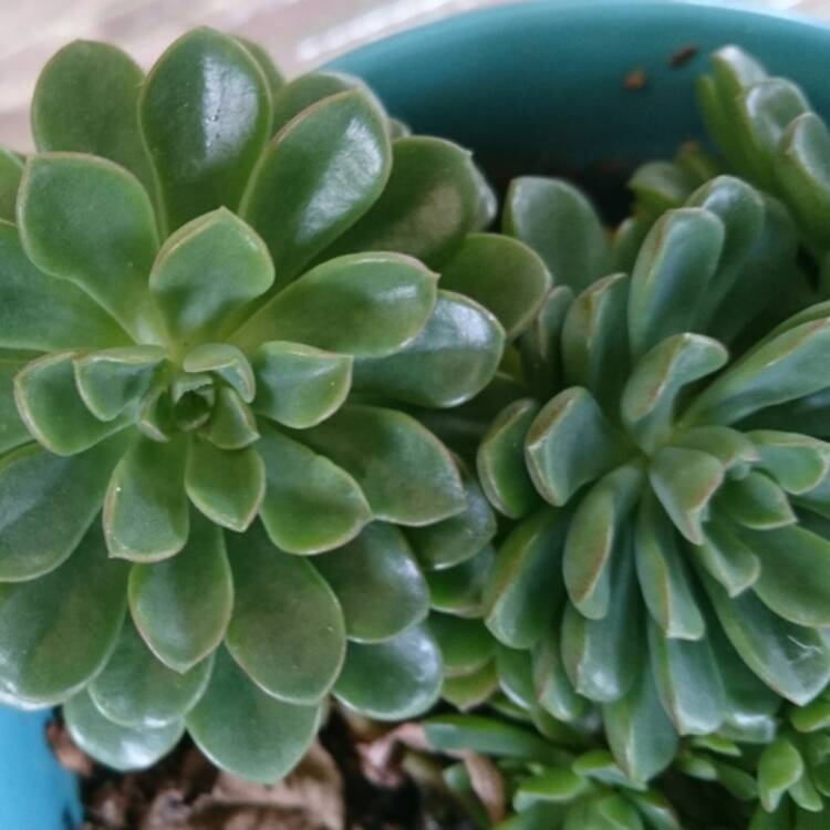 plant image 562926