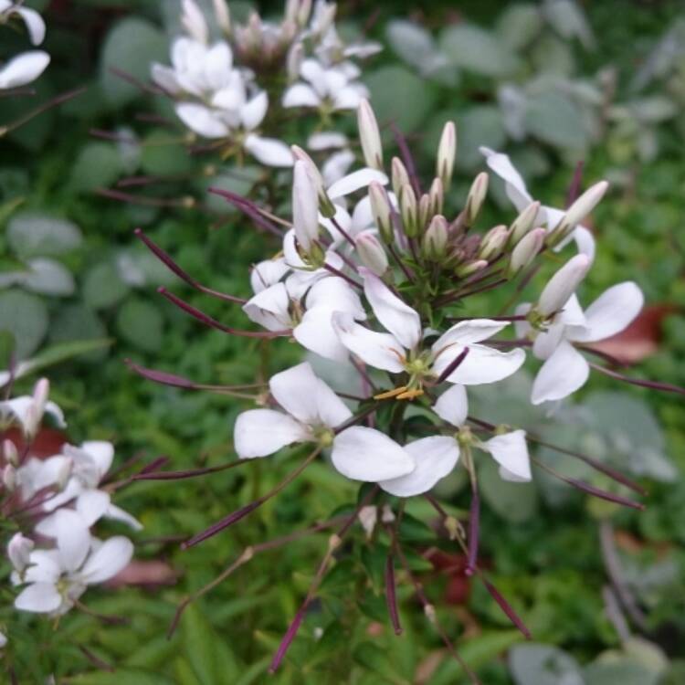 plant image 564810 plant image 564810