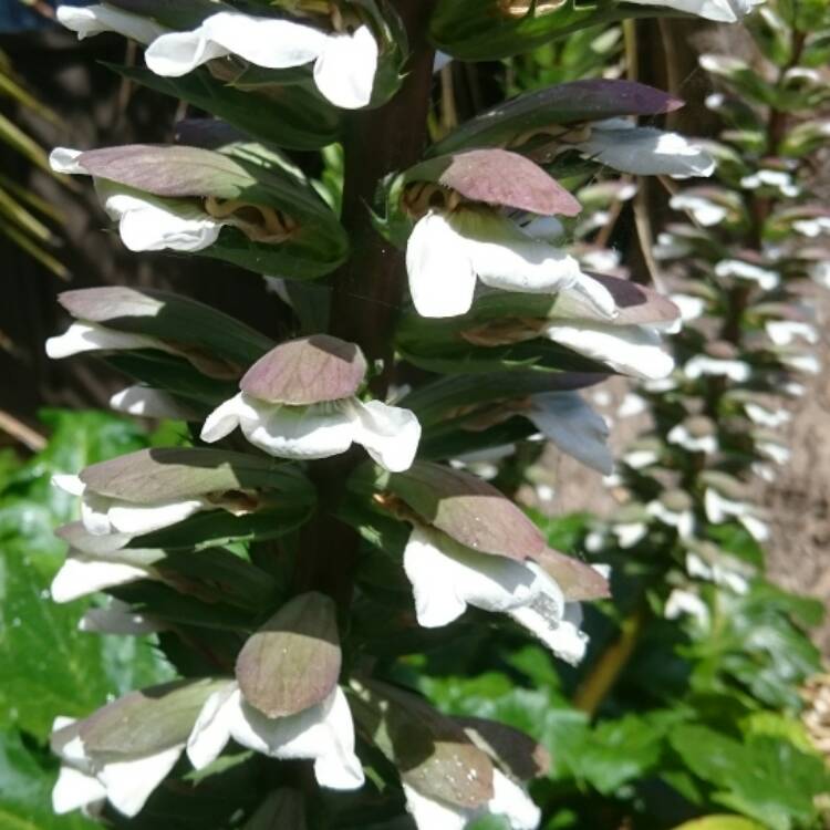 plant image 565270 plant image 565270
