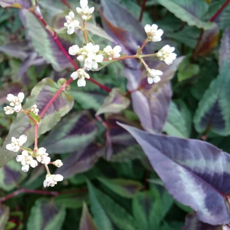 plant image 571613 plant image 571613