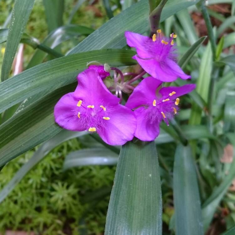 Plant image Tradescantia 'Outdoor plants'