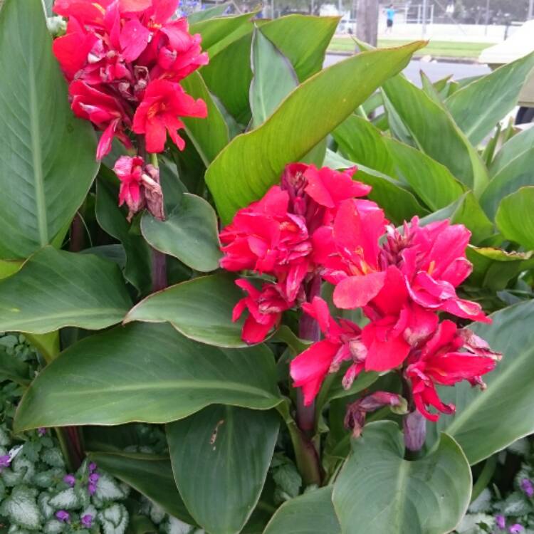 plant image 580758 plant image 580758