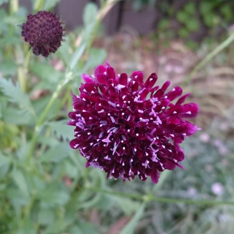 plant image 588227 plant image 588227