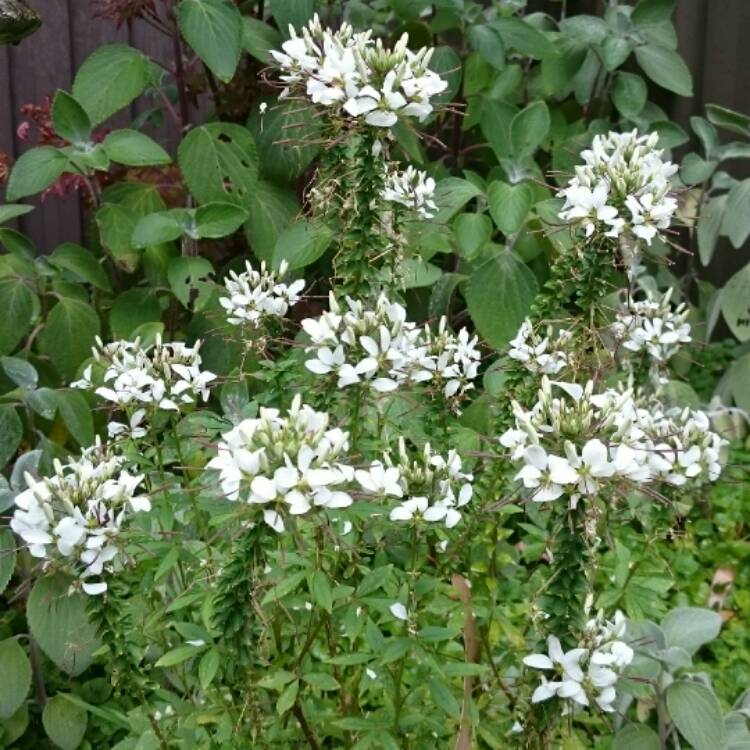 plant image 591384 plant image 591384