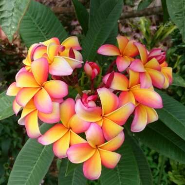 Plumeria rubra 'Sorbet Ripple'